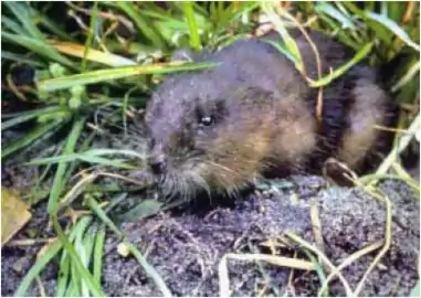 Rat d'eau de Floride (Neofiber alleni)