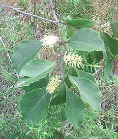 Rameau fleuri de Roupala montana (probablement Roupala pyrifolia Knight, 1809) à la Fazenda Água Limpa (Université de Brasília, Brasília, Brésil