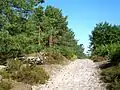 Située sur un relief peu accentué, la forêt d'Ermenonville est parsemée de buttes sur plusieurs secteurs, et la présence des sables contribue, tout comme la végétation, à une ambiance méditerranéenne.