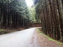 Route en forêt à quelques kilomètres en contrebas du col.