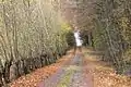 Route palatine Forêt de Kreutzwald en partant du hameau Kreuzfeld, Saverne.