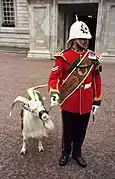 Une chèvre cachemire, mascotte de la Royal Welsh.