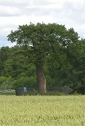 Chêne actuel, descendant du Royal Oak, à Boscobel House