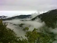 Forêt de feuillus en montagne dans une ambiance brumeuse et nuageuse.