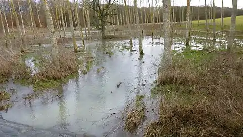 Chambeugle, pont de la D 16, vue vers l'amont, 12 février 2014,inondations saisonnières d'une année très mouillée...