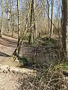 Dans la forêt de Montmorency