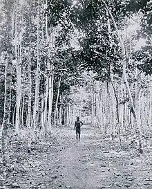 Plantation de caoutchouc (1911)
