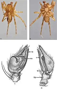 Description de l'image Rubrius radulifer (10.3897-evolsyst.2.24122) Figure 7.jpg.