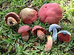 Rubroboletus rhodosanguineus.