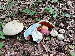 Rubroboletus satanas.