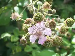 Inflorescence.