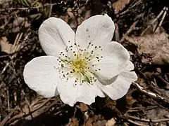 Fleur mâle.