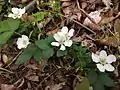 Rubus flagellaris en floraison (Washington (district de Columbia))