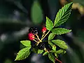 Rubus flagellaris en fructification