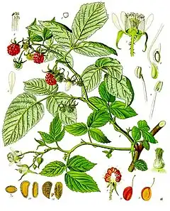 Description de l'image Rubus_idaeus_-_Köhler–s_Medizinal-Pflanzen-124.jpg.