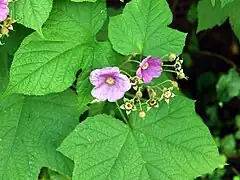 Ronce odorante, Rubus odoratus.