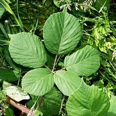 Description de l'image Rubus_polyanthemus1.jpg.