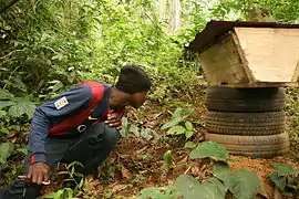 Ruche à Tayap (Cameroun)