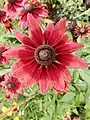 Cherry brandy, variété de Rudbeckia hirta à fleur rouge, dans le jardin de l’École Du Breuil.