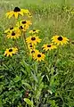 Rudbeckia hirta (Rudbéckies hérissées) dans un champ au Sud du Québec.