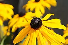 Rudbeckia hirta a un capitule convexe brun et des ligules périphériques jaunes.