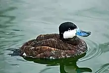 Érismature des Andes (Oxyura ferruginea)