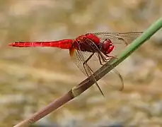 Crocothemis servilia