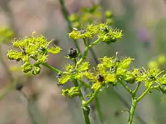 Rue de ChalepRuta chalepensis