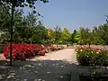 La roseraie en été