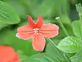 Ruellia elegans