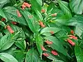 Ruellia brevifolia