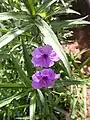 Ruellia simplex aux feuilles lancéolées