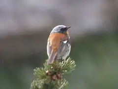 Description de l'image Rufous-backed Redstart.jpg.