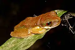 Description de l'image Rufous-eyed Brook Frog.jpg.