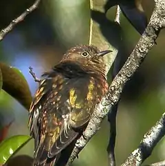 Description de l'image Rufous-throated_Bronze_Cuckoo.jpg.