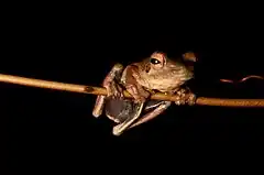 Description de l'image Rufous Foam-nest Tree Frog (Chiromantis rufescens) on stalk.jpg.