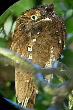 Nyctibius bracteatus