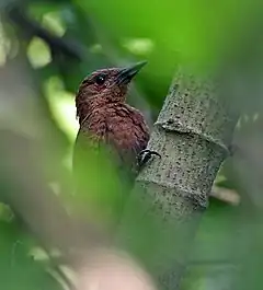 Description de l'image Rufous Woodpecker (Celeus brachyurus) in Kolkata I IMG 0367.jpg.