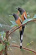 Dendrocitta vagabunda