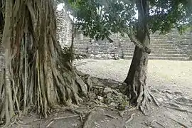 Ruines dans la jungle, Chacchoben