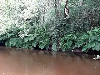 Osmonde royale  sur la berge du ruisseau d'Escource