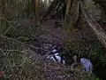 À travers la forêt, le ruisseau de la Grange du Breuil.