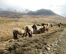 Groupe de poneys poilus vus de dos.