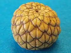 Description de l'image Rumbia-fruit-763034.jpg.