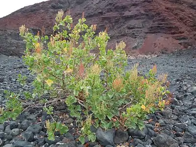 Rumex lunaria est un arbuste pionnier des sols volcaniques.