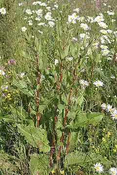 Rumex obtusifolius est un marqueur d'hydromorphisme induit sur un substrat plutôt acide.