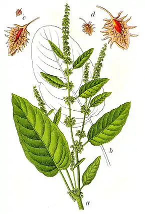 Description de l'image Rumex obtusifolius Sturm48.jpg.