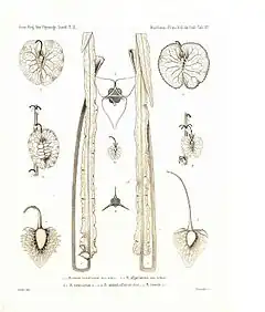 Description de l'image Rumex tunetanus.jpg.