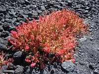 Rumex vesicarius sur les graviers volcaniques de Lanzarote.