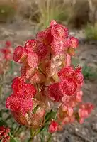 Épi floral de Rumex vesicarius à Tenerife